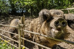 Images for Tamar Valley, East Cornwall - 4.58 acres