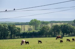 Images for Mottistone, Isle of Wight