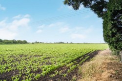Images for Ten Mile Bank, Littleport