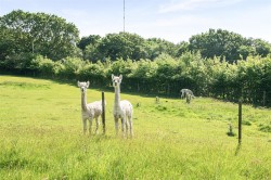 Images for Upton Cross - 10.66 acres in all