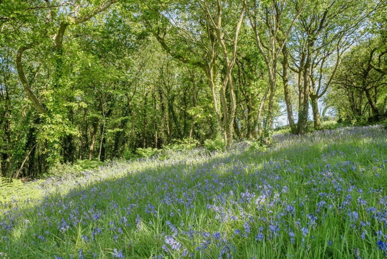 Images for Chillaton, West Devon - 14.59 Acres