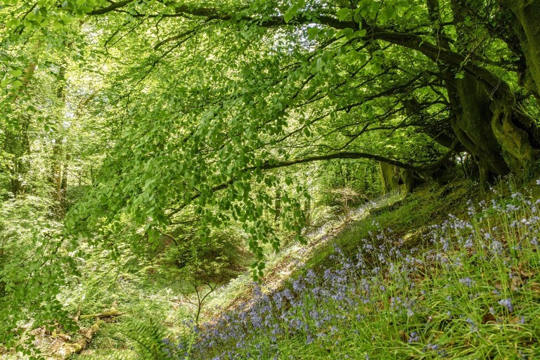 Images for Awliscombe, Honiton