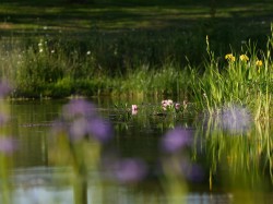 Images for Blackborough, Cullompton