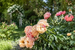 Images for Brandon Road, Hilborough, Thetford