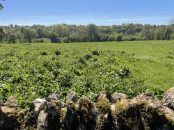 Images for Westhall Hill, Fulbrook, Burford