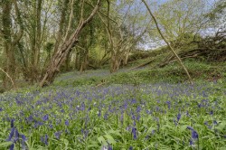 Images for Whitestaunton, Chard, Somerset
