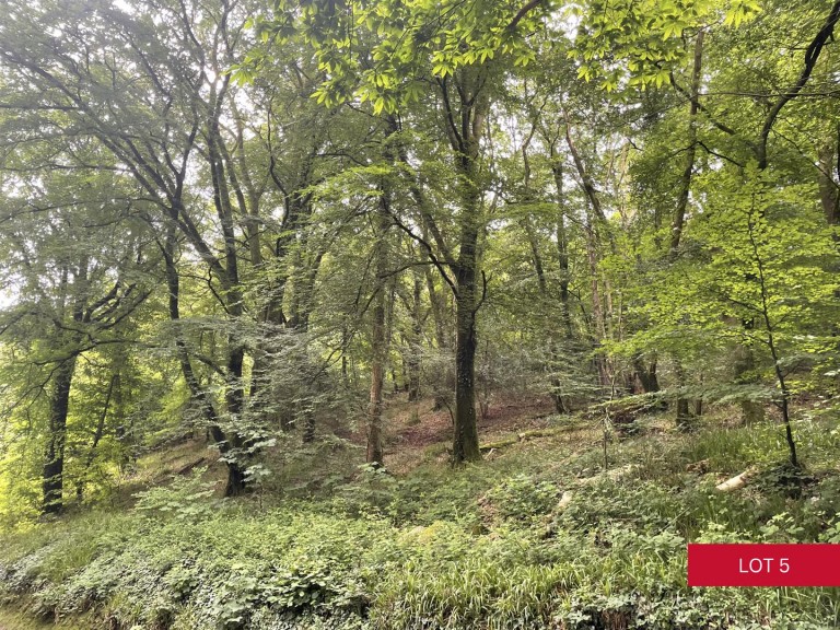 Images for Avonwick, South Brent