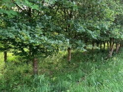 Images for Sandford, Crediton