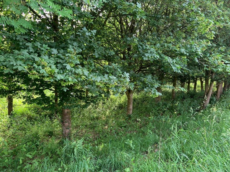 Images for Sandford, Crediton
