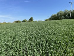 Images for Whimple, Exeter