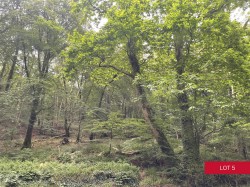 Images for Avonwick, South Brent