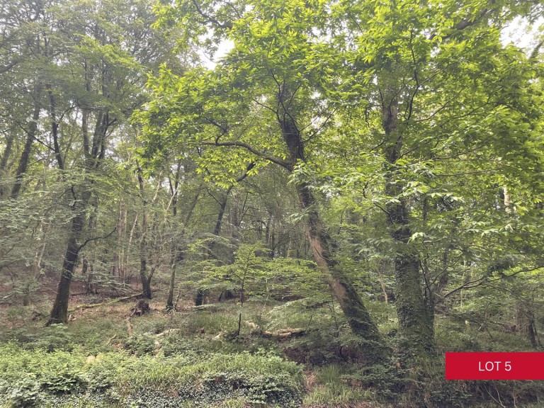 Images for Avonwick, South Brent