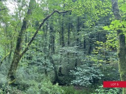 Images for Avonwick, South Brent