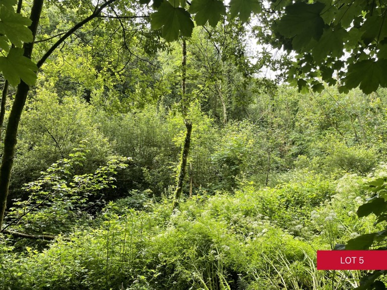 Images for Avonwick, South Brent