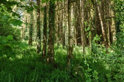 Images for Bradworthy, Holsworthy