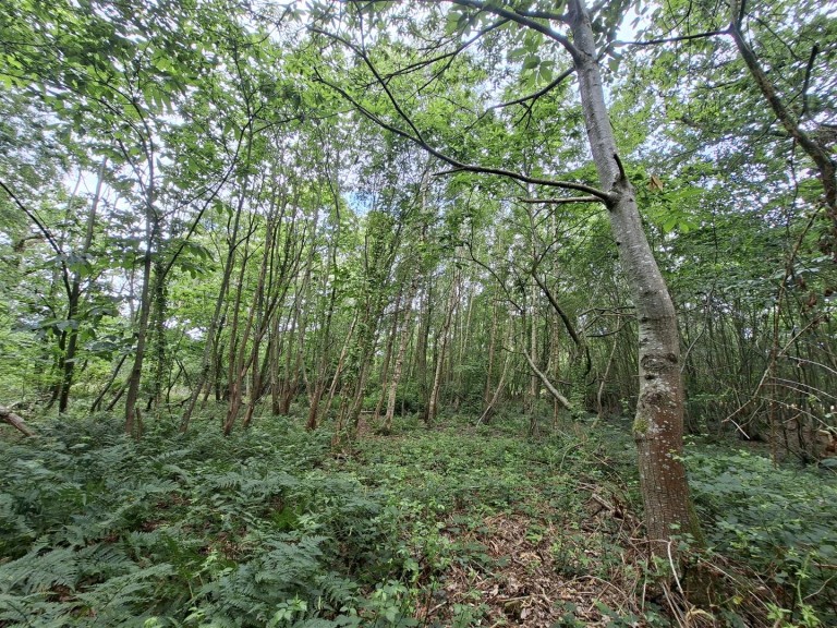 Images for Woodland at Big Copse, Hampreston, Wimborne