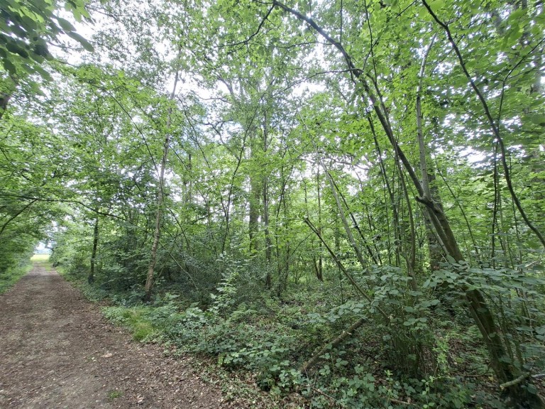 Images for Woodland at Big Copse, Hampreston, Wimborne