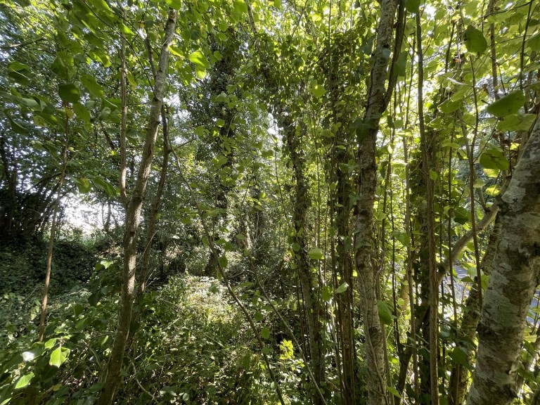 Images for Bradford Lane, Longburton, Sherborne
