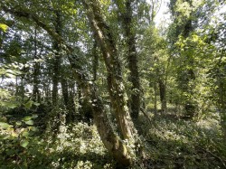 Images for Bradford Lane, Longburton, Sherborne