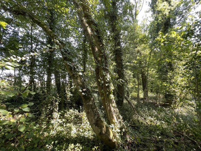 Images for Bradford Lane, Longburton, Sherborne