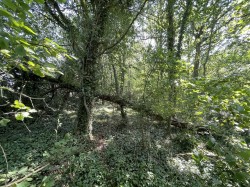 Images for Bradford Lane, Longburton, Sherborne