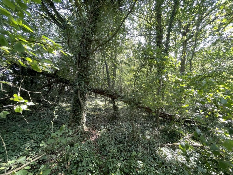 Images for Bradford Lane, Longburton, Sherborne