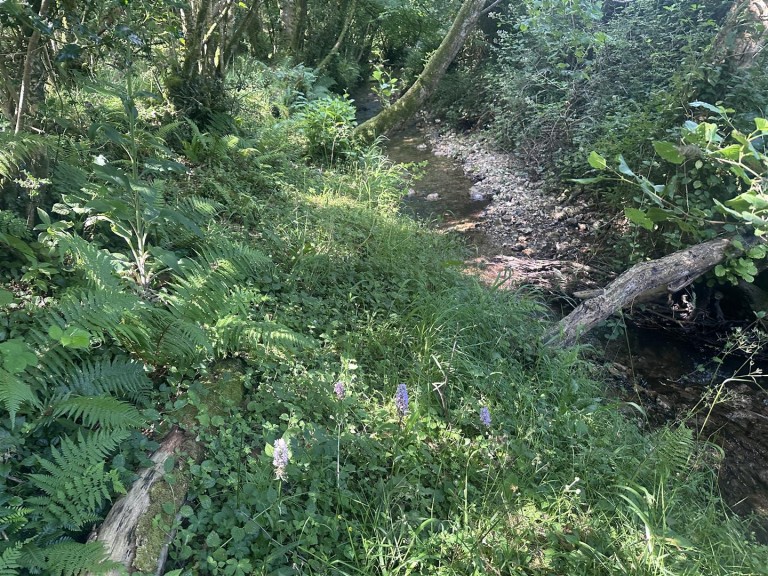 Images for Harcombe, Sidmouth