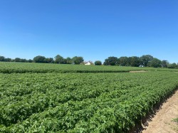 Images for Sweffling, Nr Saxmundham, Suffolk