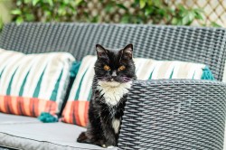 Images for Lower Road, Grayswood, GU27