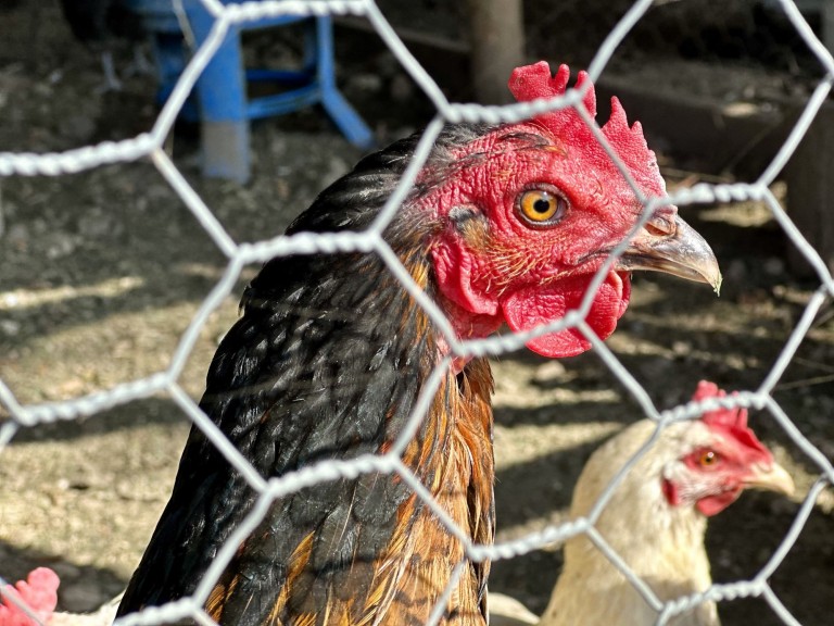 Images for Fisher Street, Northchapel, GU28