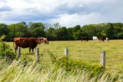Images for Strood Green, Wisborough Green, West Sussex