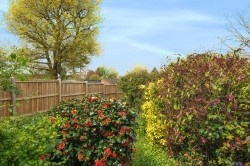 Images for Ridgway Road, Farnham, Surrey