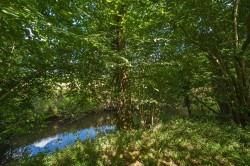 Images for Linersh Wood Close, Bramley, Surrey