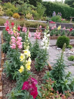 Images for Milngavie