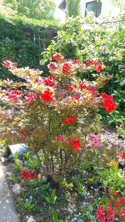 Images for Milngavie