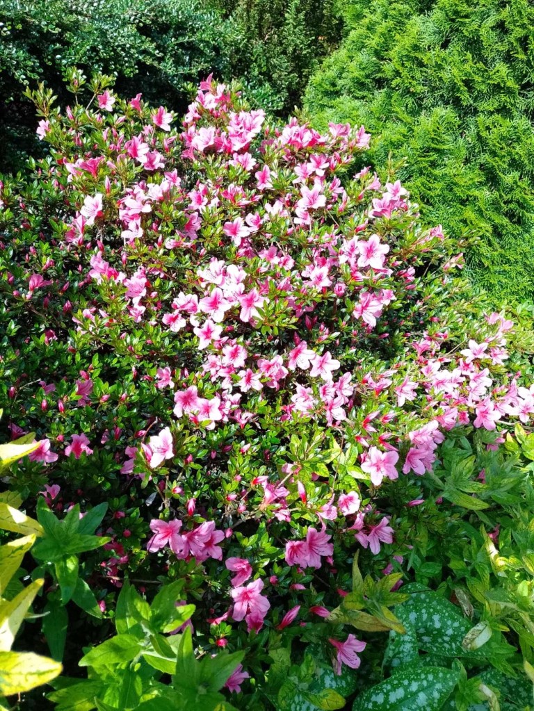 Images for Milngavie