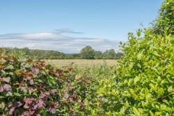 Images for Westwood Lane, Wanborough, Surrey