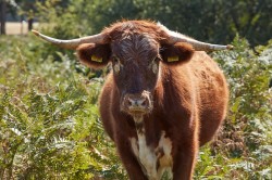 Images for West Field Lane, St. Osyth, Essex