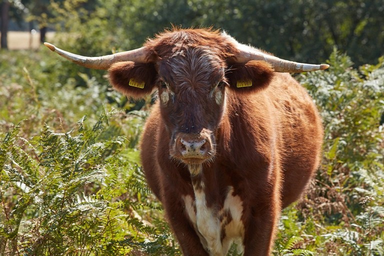 Images for West Field Lane, St. Osyth, Essex