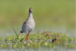 Images for West Field Lane, St. Osyth, Essex