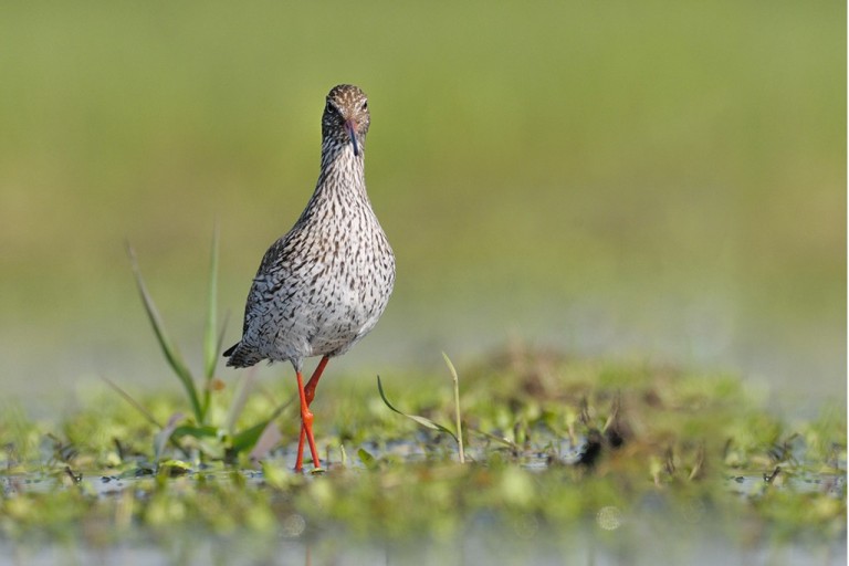 Images for West Field Lane, St. Osyth, Essex