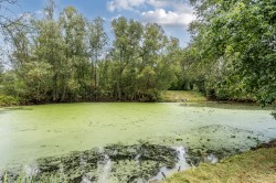 Images for St. Nicholas Drive, Shepperton, Surrey