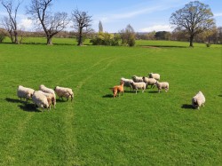 Images for Ingatestone, Essex