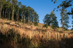 Images for Scottish Borders