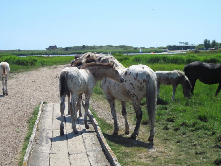 Images for Christchurch, Dorset
