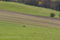 Images for Edinburgh, Midlothian
