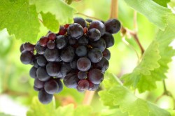 Images for Gifford, Haddington, East Lothian