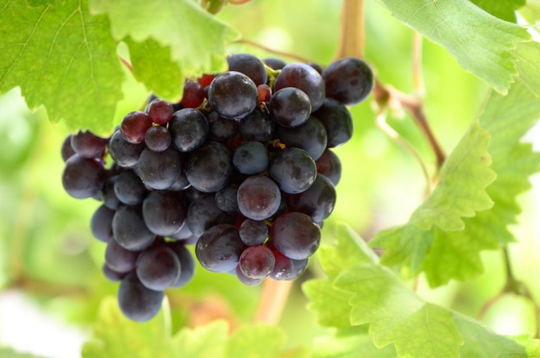 Images for Gifford, Haddington, East Lothian