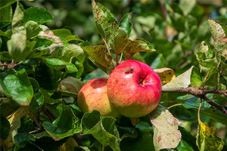 Images for Dunfermline, Fife