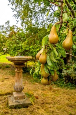 Images for Dysart, Kirkcaldy, Fife